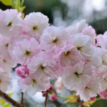 Prunus serrulata Shirofugen - Ciliegio da fiore