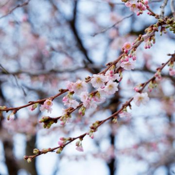 Prunus Autumnalis Rosea - Ciliegio da fiore