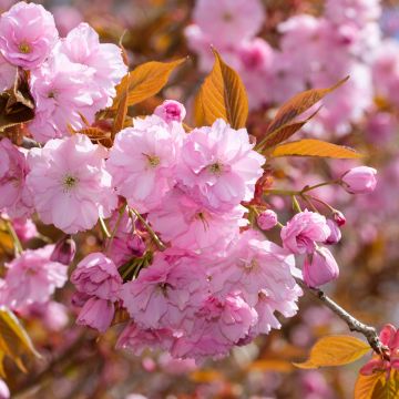Prunus serrulata Kanzan - Ciliegio da fiore Prunus serrulata Kanzan - Ciliegio da fiore