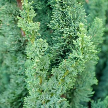 Chamaecyparis lawsoniana Wissel's Saguaro - Cipresso bianco