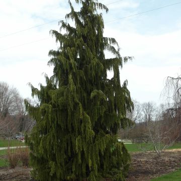 Chamaecyparis nootkatensis Pendula - Cipresso di Nootka