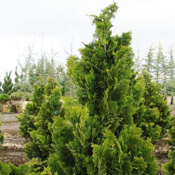 Chamaecyparis obtusa Nana Gracilis - Cipresso di Hinoki