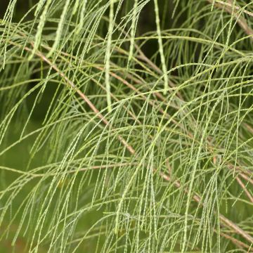 Chamaecyparis lawsoniana Drooping Solo - Cipresso bianco