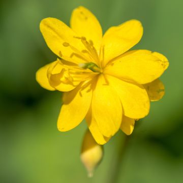Chelidonium majus Flore Pleno - Celidonia maggiore