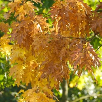Quercia palustre - Quercus palustris