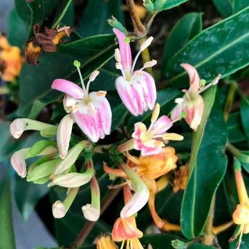 Lonicera henryi Marinella - Caprifoglio