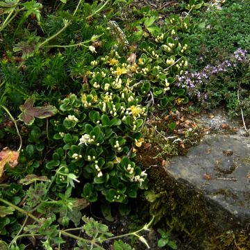 Lonicera crassifolia - Caprifoglio