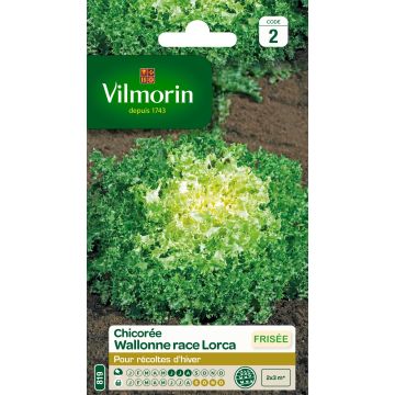 Indivia riccia Wallonne Lorca
