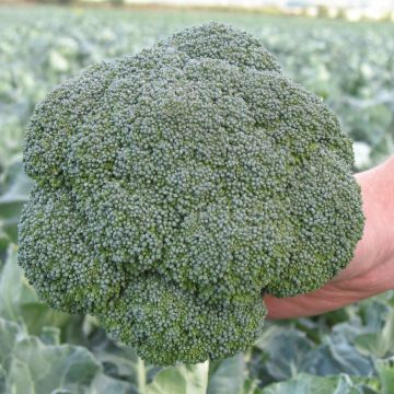 Cavolo broccolo Marcus F1
