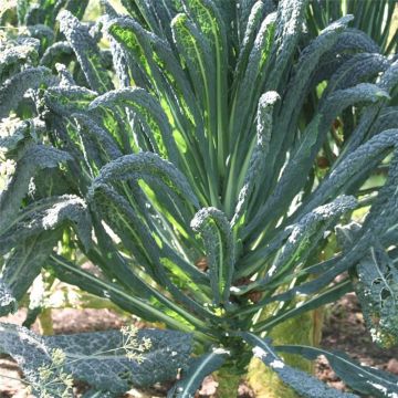 Cavolo riccio Nero di Toscana NT - Ferme de Sainte Marthe