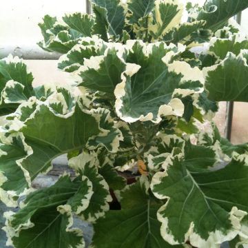 Brassica oleracea var. acephala Crème Chantilly - Cavolo ornamentale