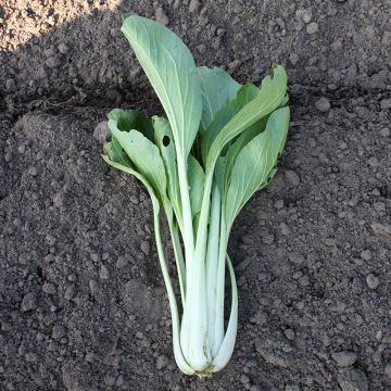 Cavolo cinese Pak Choi Taï Saï BIO