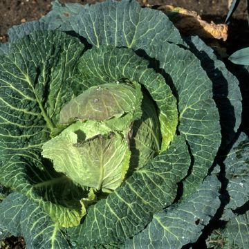 Cavolo verza Gros des Vertus - Vilmorin
