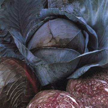 Cavolo cappuccio rubra Marner Frührotkohl