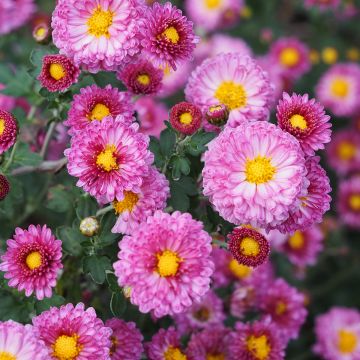 Chrysanthemum Mei Kyo - Crisantemo