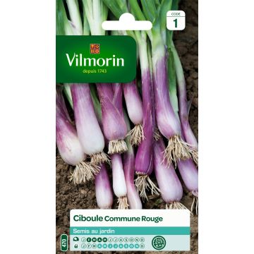 Cipolla d'inverno rosso - Vilmorin