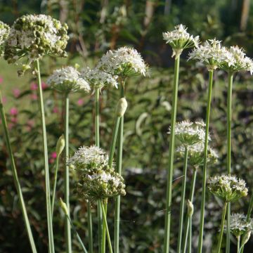 Aglio cinese Bio