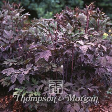 Cicimifuga racemosa Atropurpurea - Cimicifuga