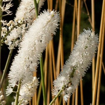 Actaea matsumurae White Pearl - Cimicifuga Actaea matsumurae White Pearl - Cimicifuga