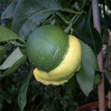 Arancio amaro Bizzaria