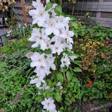 Clematis Guernsey Flute - Clematide