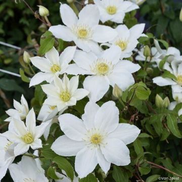 Clematis Madame Blanc - Clematide