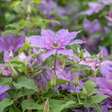 Clematis Tumaini - Clematide