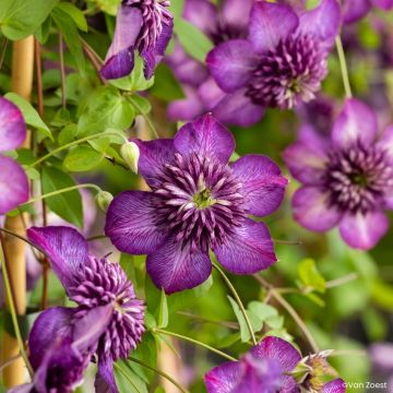 Clematis viticella Welcome Home - Clematide