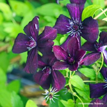 Clematis viticella Dark Eyes - Clematide