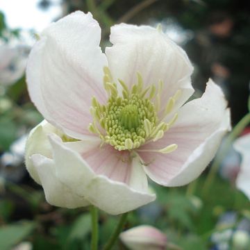 Clematis montana Giant Star - Clematide