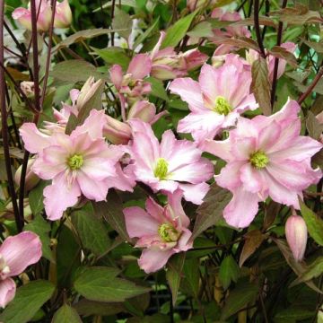 Clematis montana Rosebud - Clematide