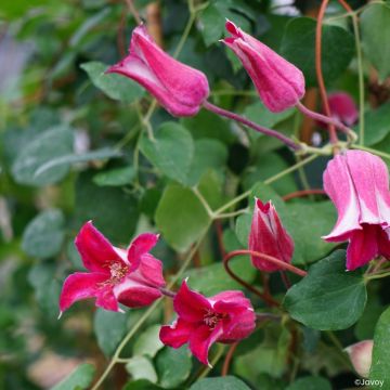 Clematis texensis Notre-Dame de Paris - Clematide