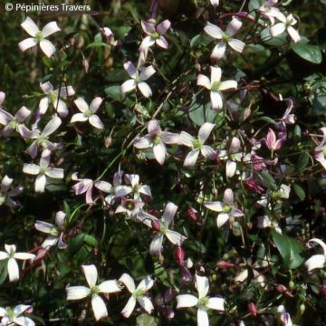 Clematis triternata Tranquility - Clematide
