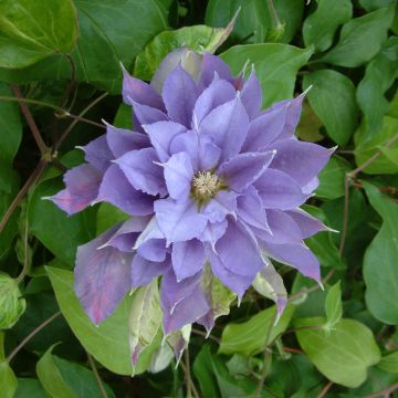 Clematis Yvette Houry - Clematide