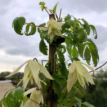 Clematis alpina Plena - Clematide