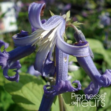 Clematis heracleifolia Côte d'Azur - Clematide