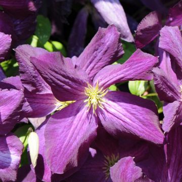 Clematis jackmanii Purpurea - Clematide
