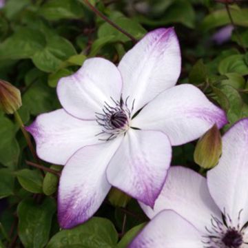 Clematis florida Fond Memories - Clematide Clematis florida Fond Memories - Clematide
