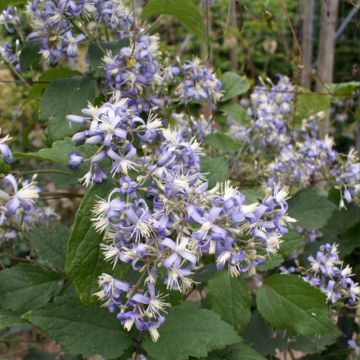 Clematis heracleifolia Stanislaus - Clematide
