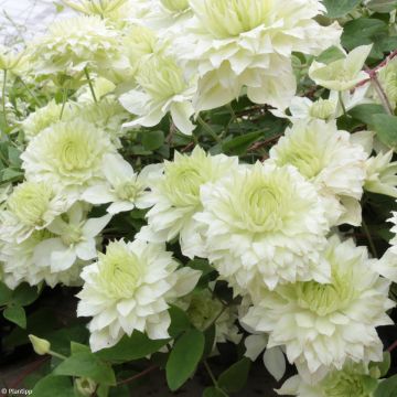 Clematis Manju - Clematide