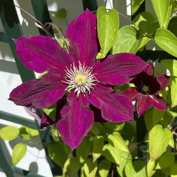 Clematis Niobe - Clematide