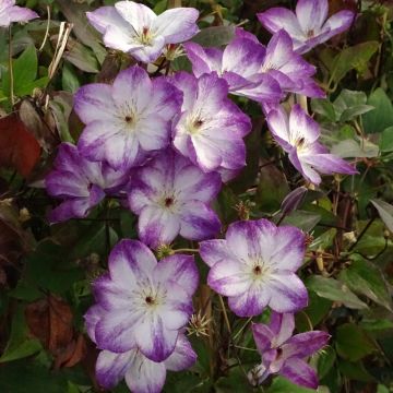 Clematis Pernille - Clematide