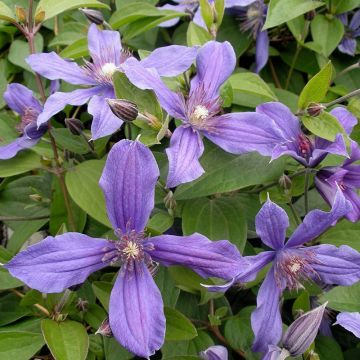 Clematis integrifolia Miranda - Clematide