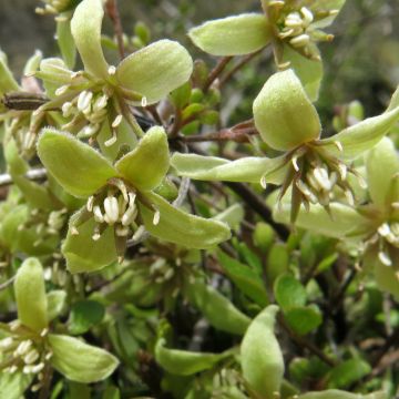 Clematis marata - Clematide
