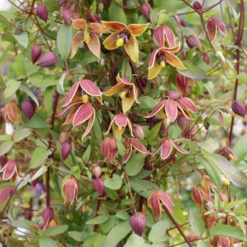 Clematis tangutica My Angel - Clematide