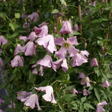 Clematis viticella Hagelby Pink - Clematide