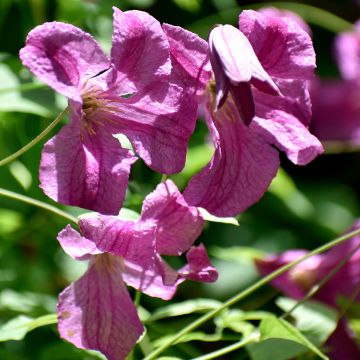 Clematis Krakowiak - Clematide