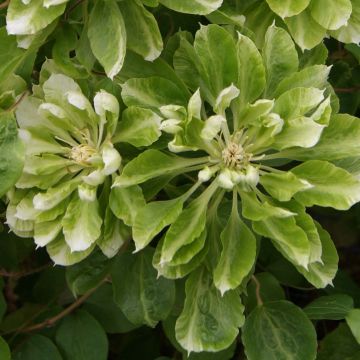 Clematis Green Passion - Clematide