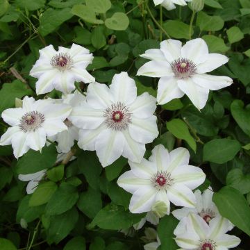 Clematis Miss Bateman - Clematide