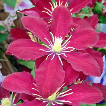 Clematis Niobe - Clematide
